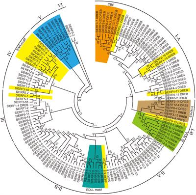 Function Analysis of the ERF and DREB Subfamilies in Tomato Fruit Development and Ripening